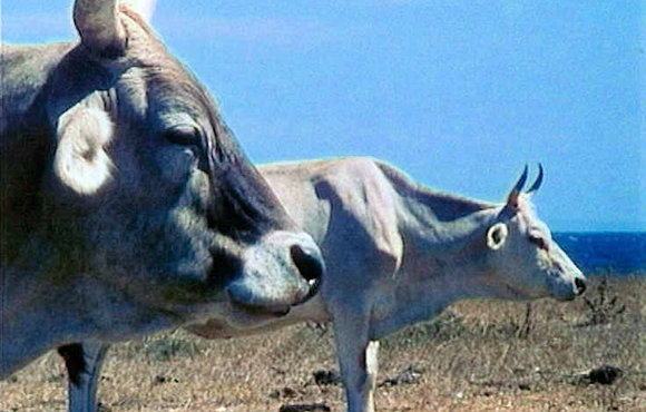 On Cows and Men
